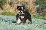 SCHNAUZER NAIN 001